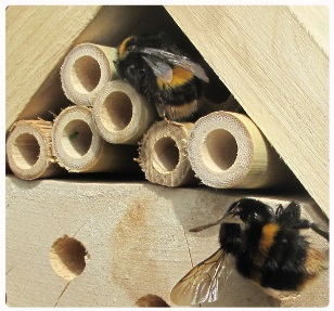 Make some bumblebee homes